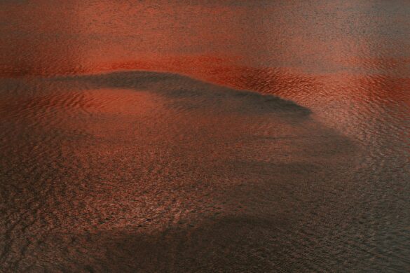 pexels-eberhardgross-1182651 Svg%3E