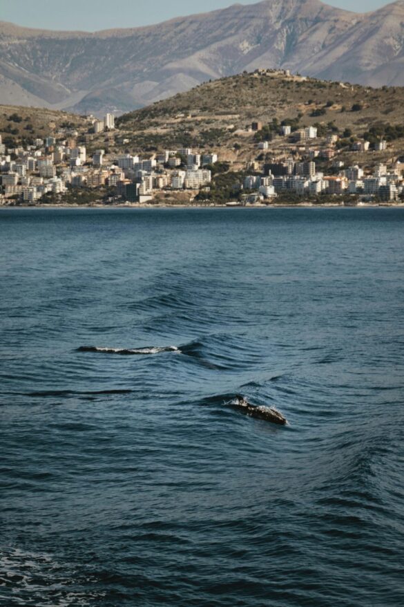 pexels-leefinvrede-34092876 Svg%3E