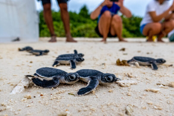 Credit-Robin-Philippo-15-1536×1024 Svg%3E