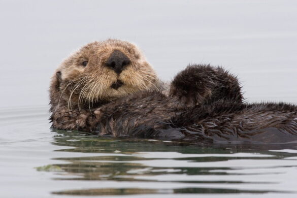 Sea-otter-morro-bay_13-2048×1366 Svg%3E