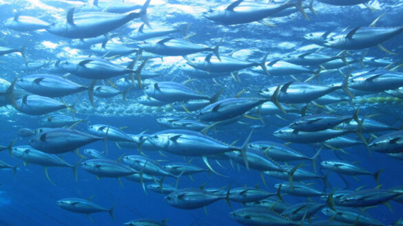 tuna-conservative Svg%3E