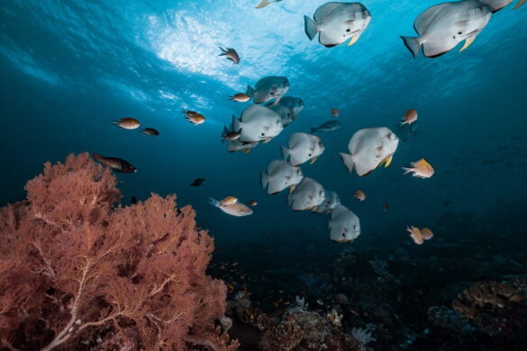 Batfish-Raja-Ampat-Indonesia-1200×800 Svg%3E