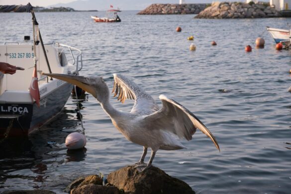 pexels-izafi-32400746 Svg%3E