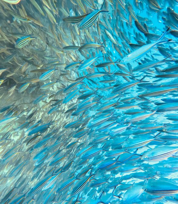 pexels-mo-tawil-1988696405-28959121 Svg%3E