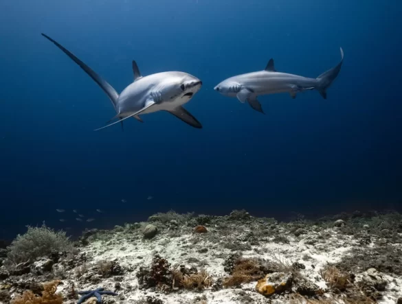 OceanImageBank_DaniEscayola_43-21 Svg%3E