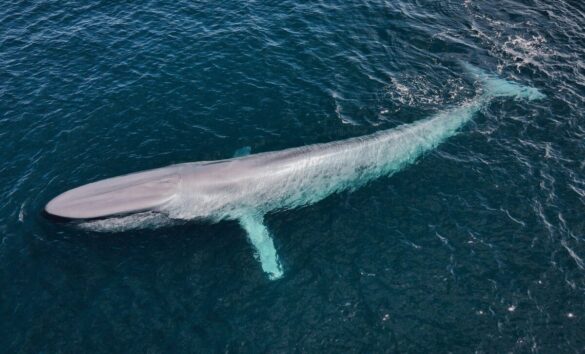 experts-capture-historic-footage-of-rare-blue-whale-in-patagonia-for-the-first-time-scaled Svg%3E