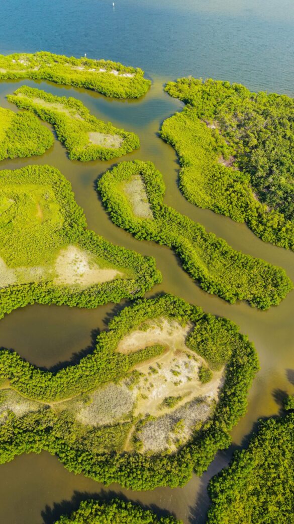 pexels-chris-the-island-3570397-34263954 Svg%3E