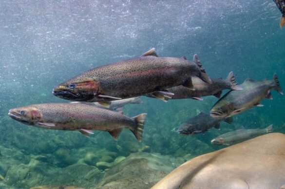 morgonbond_steelhead_1-1 Svg%3E